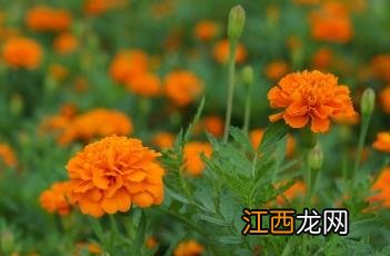 孔雀草 孔雀草是一年生还是多年生