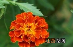 孔雀草 孔雀草是一年生还是多年生