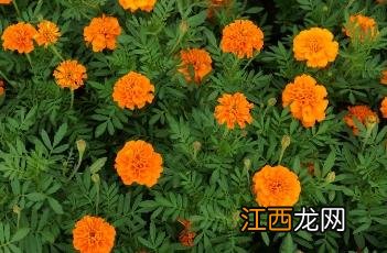 孔雀草 孔雀草是一年生还是多年生