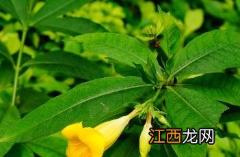 软枝黄蝉花语 软枝黄蝉花