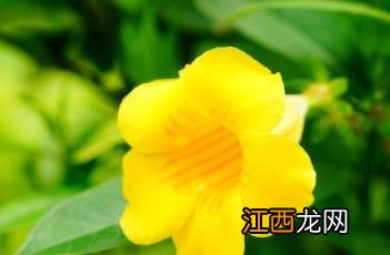 软枝黄蝉花语 软枝黄蝉花