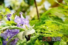 蓝花楹花语 蓝花楹