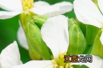 莱菔 莱菔子的功效与作用