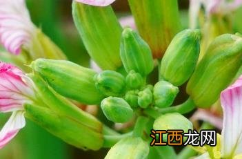 莱菔 莱菔子的功效与作用