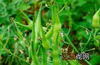 莱菔子陈皮泡水喝的功效 莱菔子