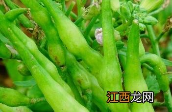 莱菔子陈皮泡水喝的功效 莱菔子