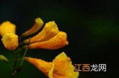 黄钟花 黄钟花的图片