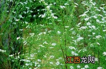 柳叶白菀 柳叶白菀图片