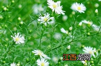 柳叶白菀 柳叶白菀图片