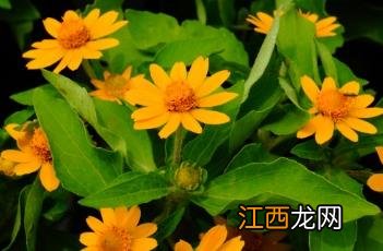 万寿菊 皇帝菊