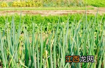 葱叶 葱叶子怎么吃做法大全