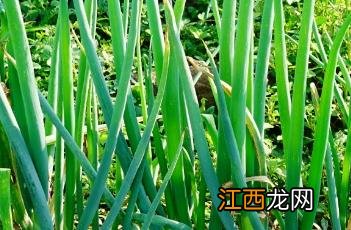 葱叶 葱叶子怎么吃做法大全