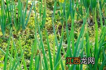 葱叶 葱叶子怎么吃做法大全