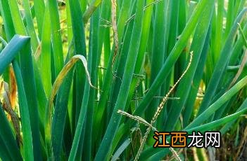 葱叶 葱叶子怎么吃做法大全