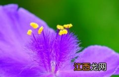 紫露草 白花紫露草