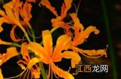 黄花石蒜