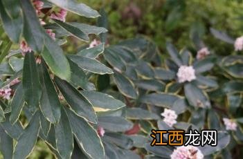 瑞香 瑞香香烟多少钱一包