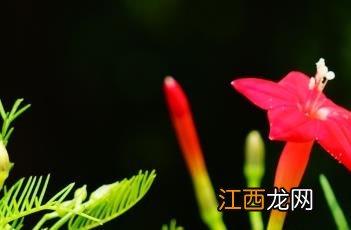 茑萝怎么读 茑萝松