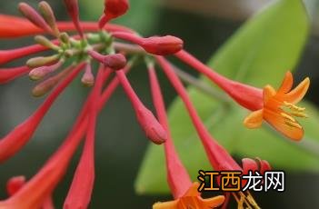 贯叶忍冬花语 贯叶忍冬