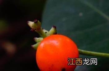 贯叶忍冬花语 贯叶忍冬