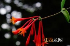 贯叶忍冬花语 贯叶忍冬