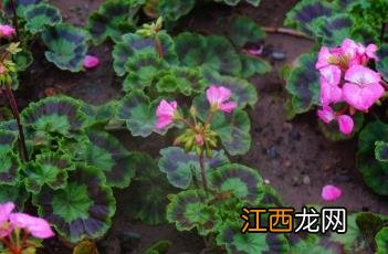 马蹄纹天竺葵 马蹄纹天竺葵叶子是什么样的