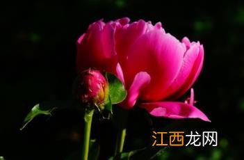 芍药 芍药甘草汤