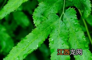 海金沙草药图片 海金沙草