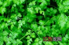 海金沙草药图片 海金沙草