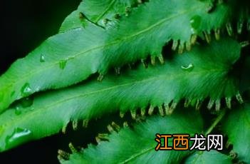 海金沙草药图片 海金沙草