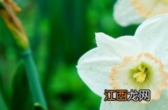 水仙花 水仙