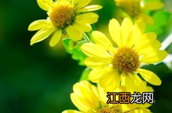 野菊花长什么样子图片 野菊