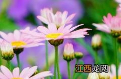 玛格丽特花 玛格丽特花和雏菊区别