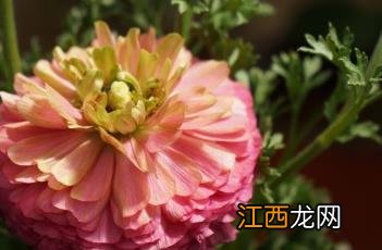 芹叶牡丹有毒吗 芹叶牡丹