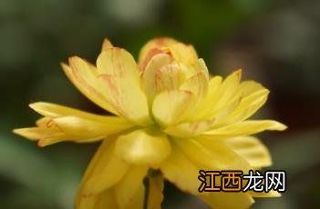 芹叶牡丹有毒吗 芹叶牡丹