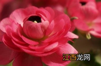 芹叶牡丹有毒吗 芹叶牡丹