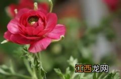 芹叶牡丹有毒吗 芹叶牡丹