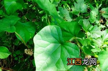 蝙蝠葛根 蝙蝠葛根的攻效