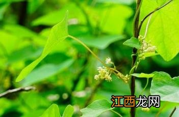 蝙蝠葛根 蝙蝠葛根的攻效