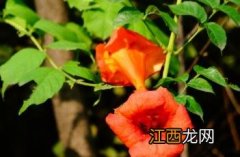 凌霄花 凌霄花的养殖方法和注意事项