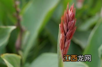 美人蕉的功效与作用 美人蕉