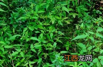 狼杷草 狼杷草可以吃吗