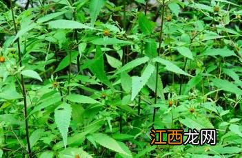 狼杷草 狼杷草可以吃吗