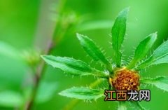 狼杷草 狼杷草可以吃吗