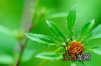 狼杷草 狼杷草可以吃吗