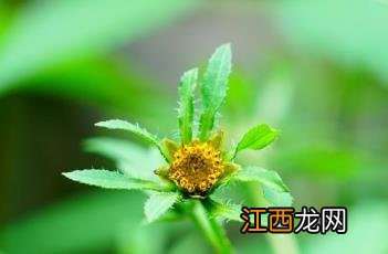 狼杷草 狼杷草可以吃吗