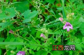 松蒿菜的图片 松蒿