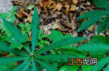 七叶一枝花 一把伞南星