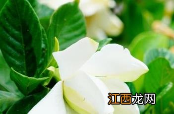 栀子花叶子发黄干枯掉叶子怎么办 栀子花