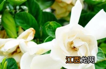 栀子花叶子发黄干枯掉叶子怎么办 栀子花